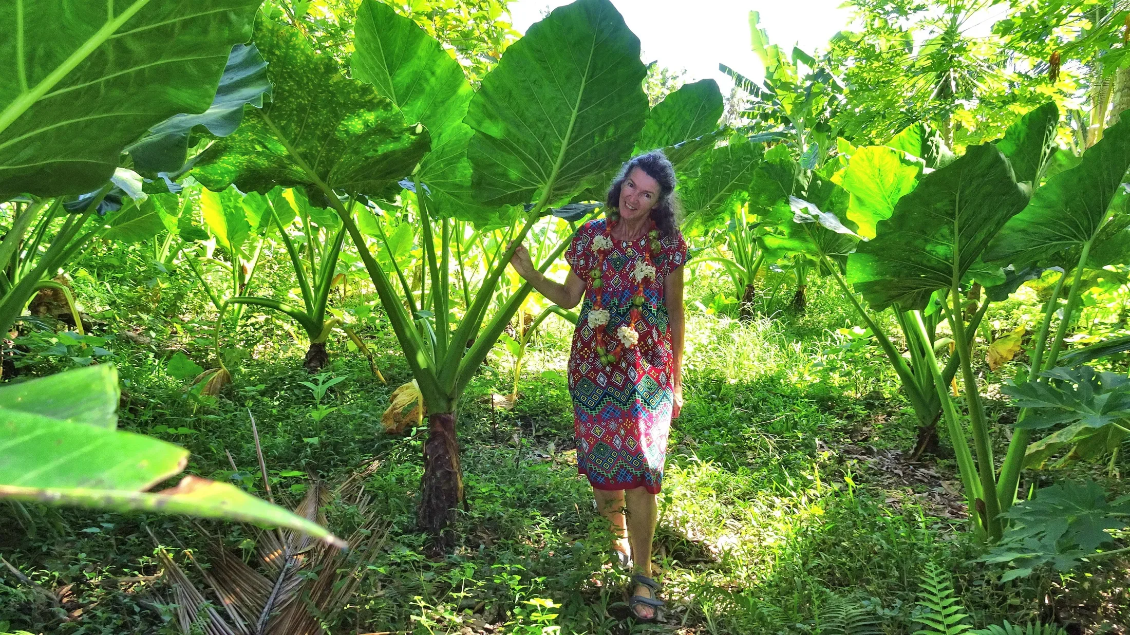 Visitor Beside Giant Swamp Taro