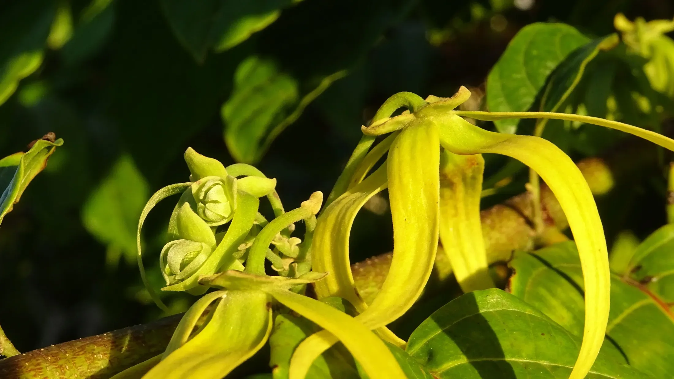 Ylang-Ylang (Mohokoi) on Wallis