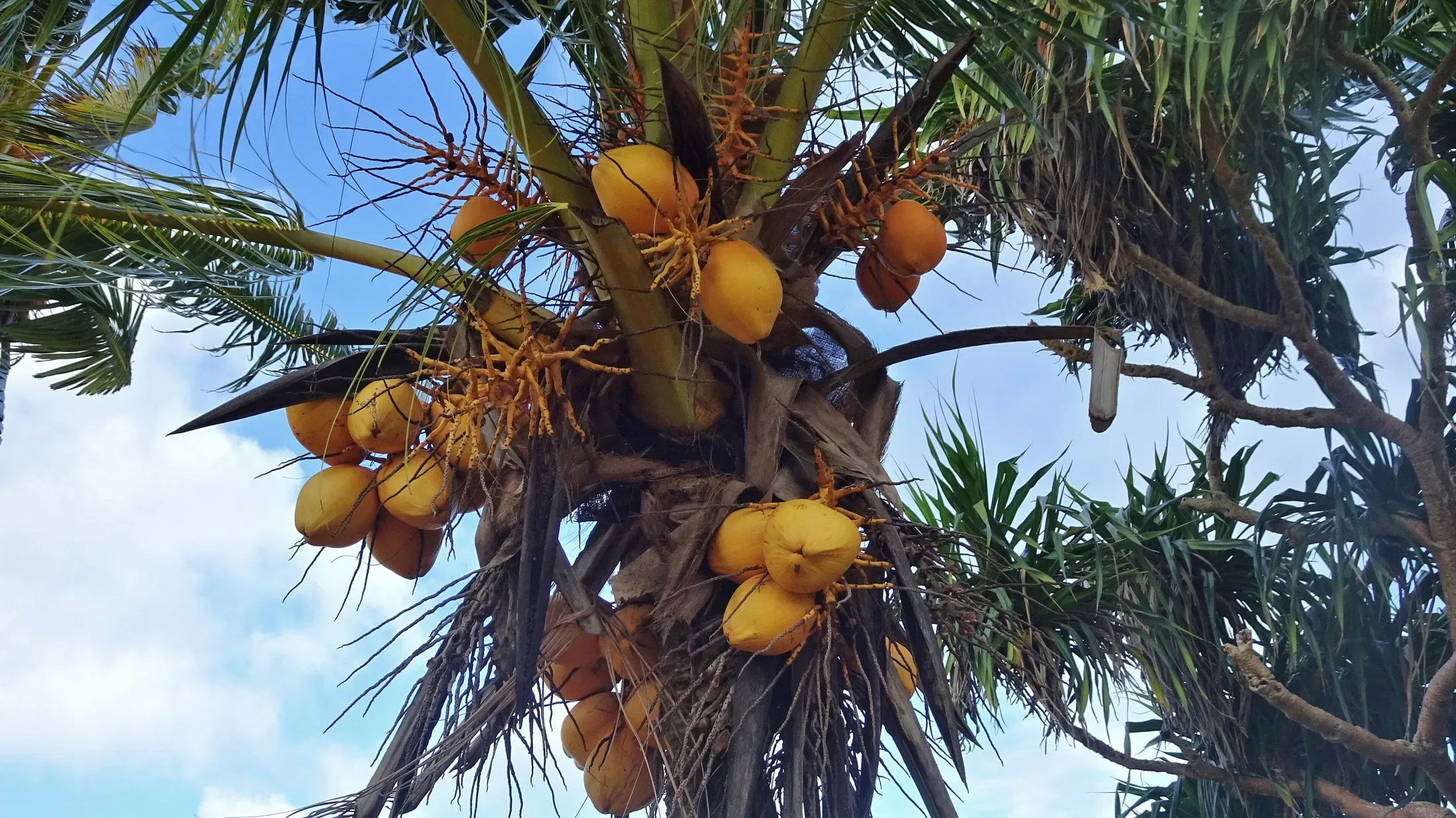Yellow Coconuts on Wallis