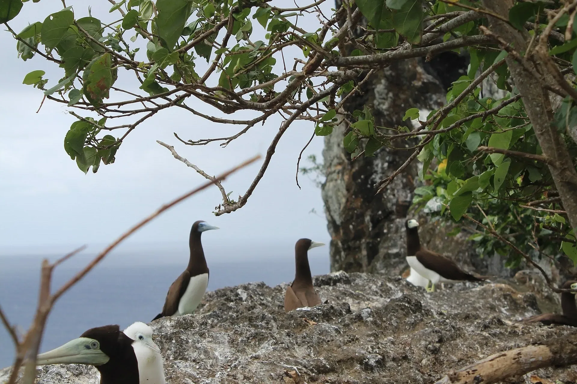 Brown Booby Watching Its Nest