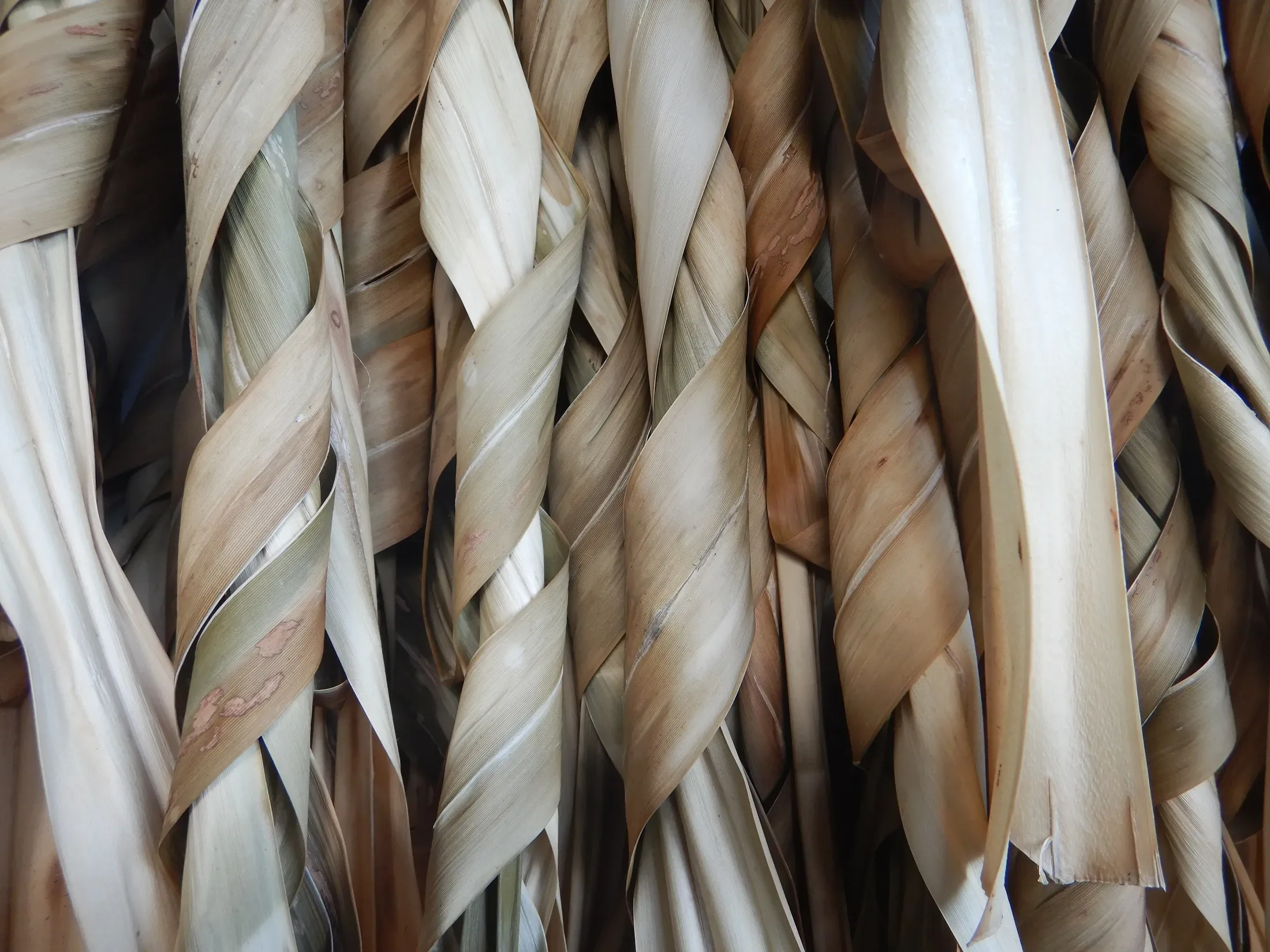 Smoothing Pandanus Leaves, Futuna