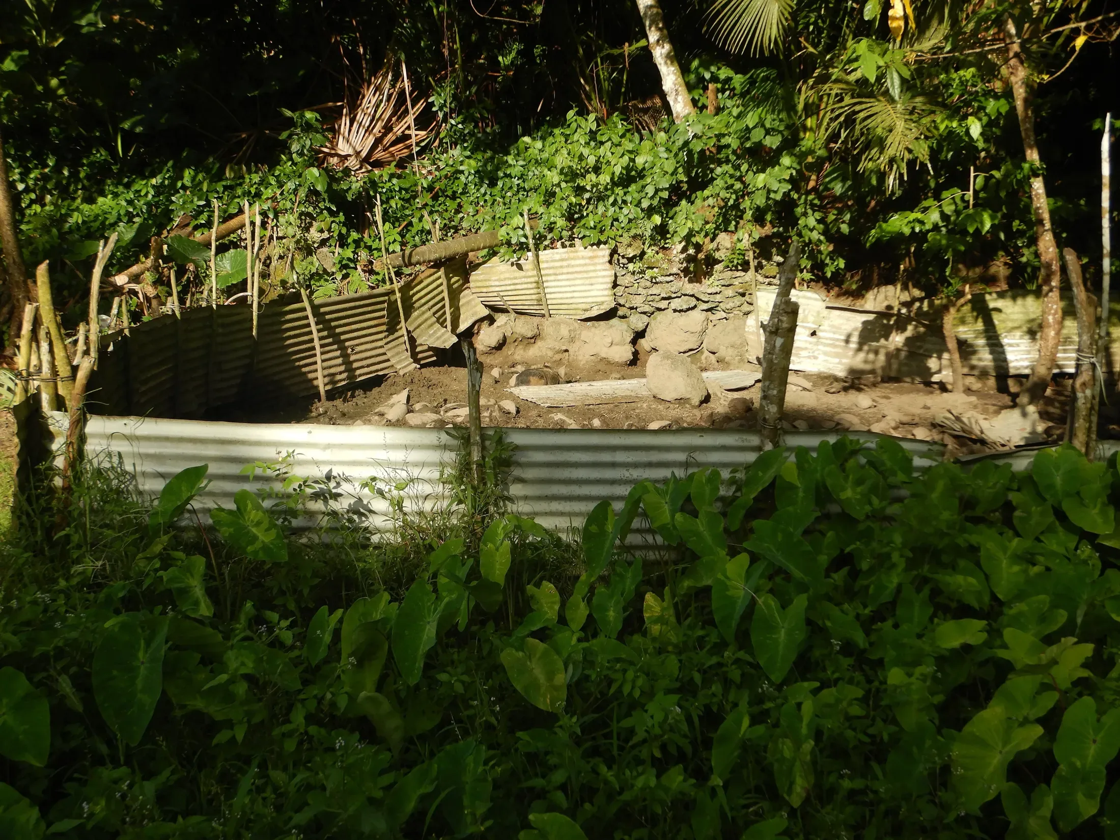 Pig Pen on Futuna
