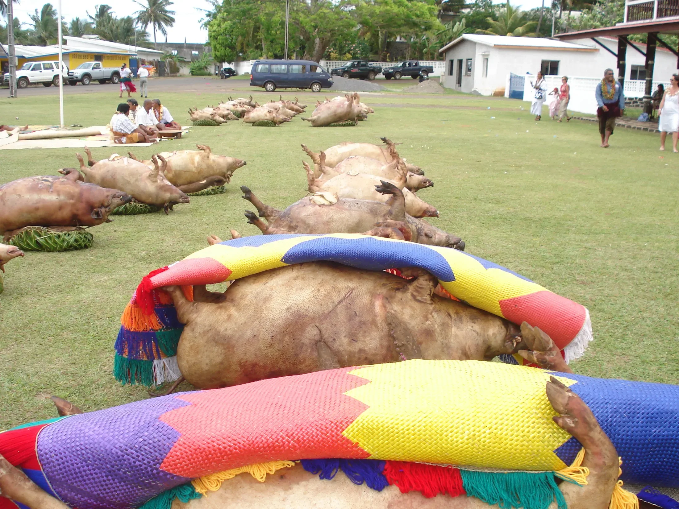 Pigs Cooked in an Earth Oven