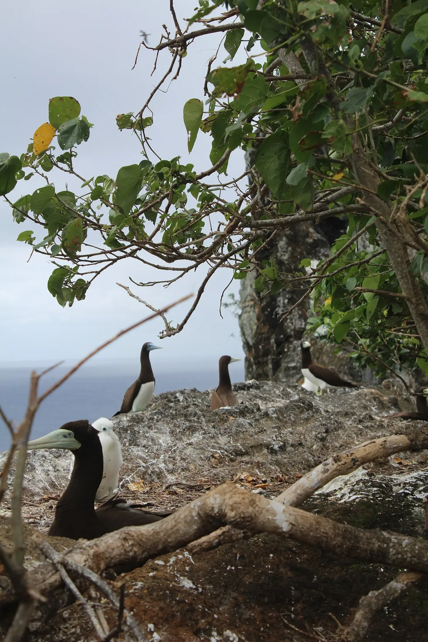 Nest Watching on Nukufotu, Wallis